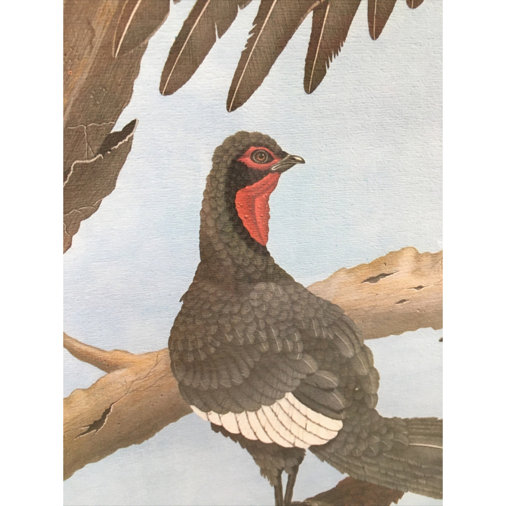 James Kukrul Wildlife Print Signed & Framed Eagle Crane Woodpecker 22x27 - Picture 10 of 16